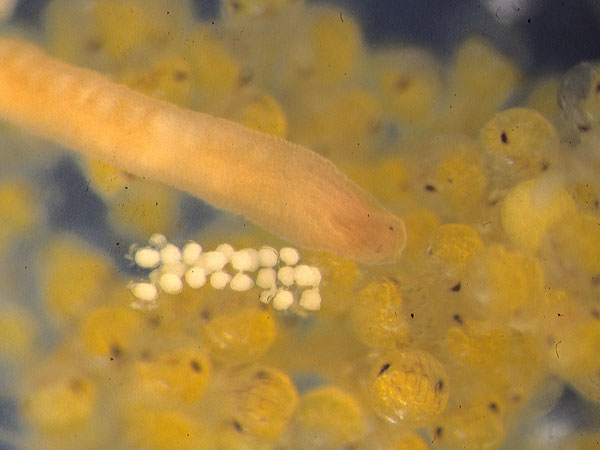 Представитель Семейства Carcinonemertidae